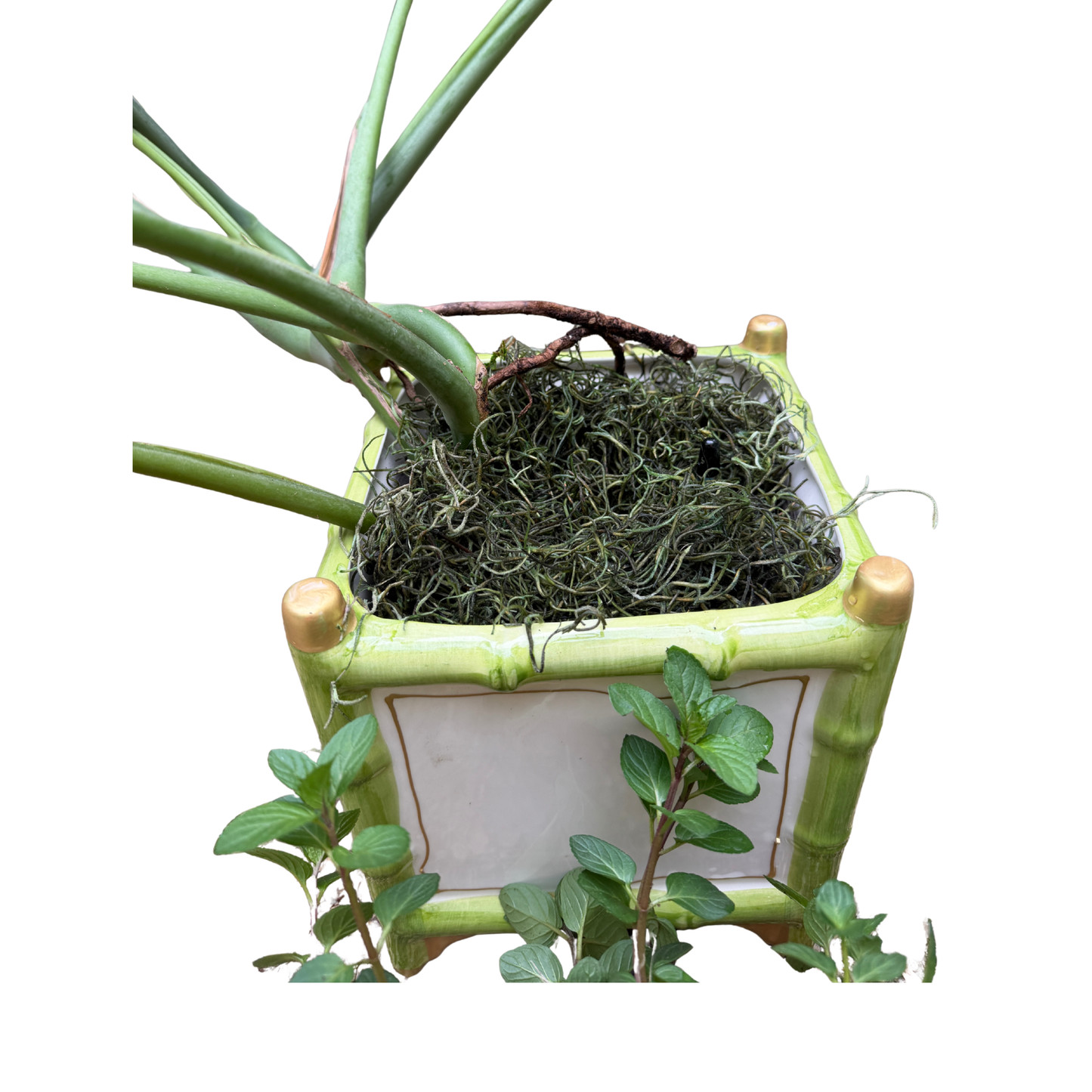 Abigail's Bamboo