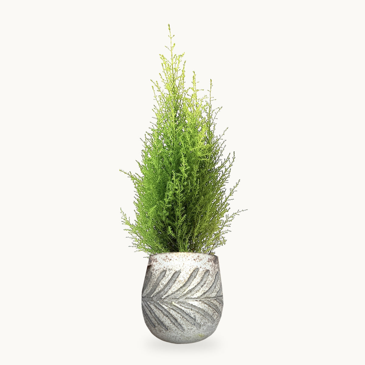 Lemon Cypress Gift Tree
