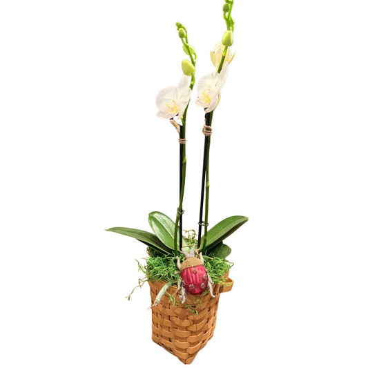 Orchid in Basket