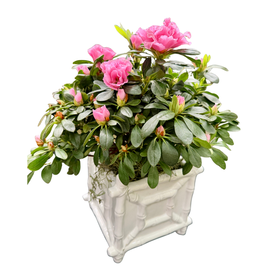 Azalea in white Bamboo Cachepot